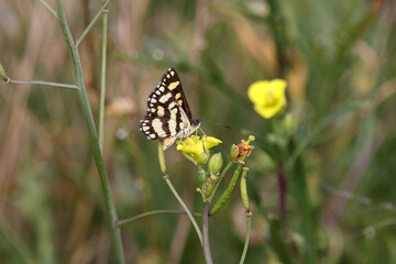 butterfly on a flower