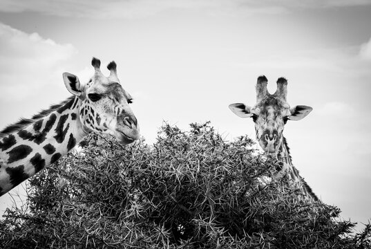 Black and White photo of two giraffes eating the tops of tree in the Masai Mara