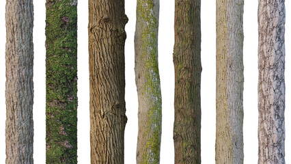 tree trunks isolated on white background