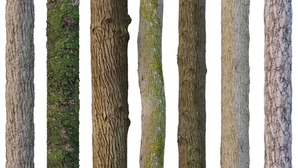 Abwaschbare Fototapete tree trunks isolated on white background © dottedyeti