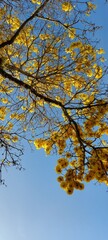 autumn leaves against blue sky
