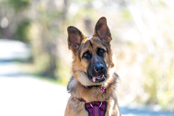 A young female German Sheppard dog sits attentively with its long tongue hanging out, ears up, and...