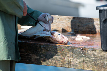 A fisherman or chef cleans fresh raw Atlantic cod fish on a splitting table. There are white fillets piled up in the background and the man is using a filleting knife on a codfish in the foreground.