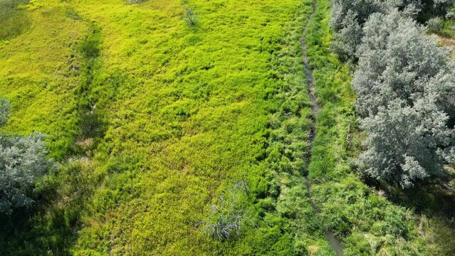Aerial drone 4k footage following stream of water and creek through green grassy tree valley in Wyoming looking down