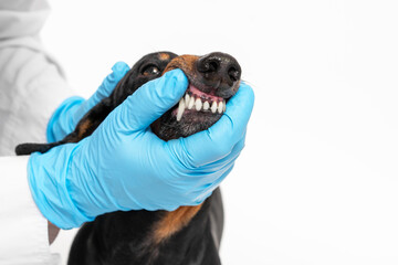 Doctor in sterile gloves checks teeth and fangs of puppy, front view, close up, copy space. Frightened dachshund dog at a routine medical examination at the veterinarian