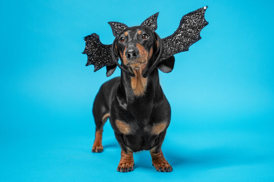 Adorable dachshund dog, wearing black headband in the form of ears and bat wings on its head stands on blue background, front view. Costume for pets and Halloween design concept