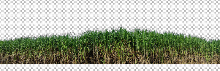 sugar cane on transparent picture background with clipping path.