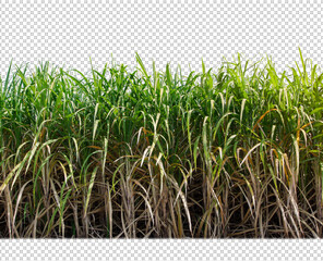sugar cane on transparent picture background with clipping path