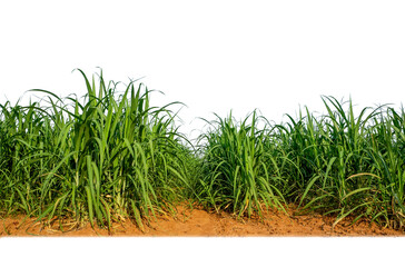 Sugar cane isolated on white background and cliping path