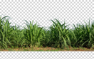 sugar cane on transparent picture background with clipping path