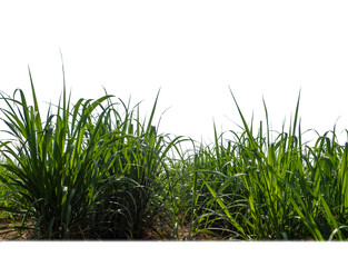Obraz premium Sugar cane isolated on white background and cliping path