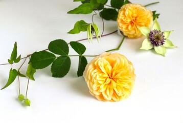 白バックに黄色い薔薇とクレマチスの花のフレーム素材