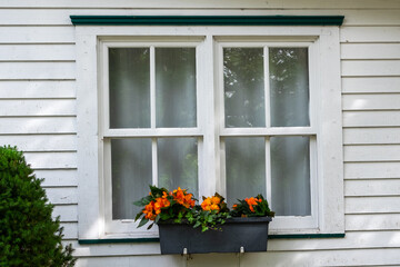 A flower box of white, purple, and yellow blooming flowers.  The wooden flower box hangs under an antique four pane window with green trim on the exterior of a white wooden clapboard house. 