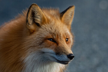 Naklejka na ściany i meble A cute young wild true red fox stands on all four paws attentively staring ahead as it hunts. It has a sharp piercing stare, orange soft fluffy fur and a long red tail with a white patch at the end.