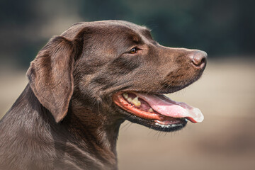 Portrait of a chocolate brown labrador retriever dog in summer outdoors