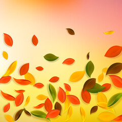 Falling autumn leaves. Red, yellow, green, brown c