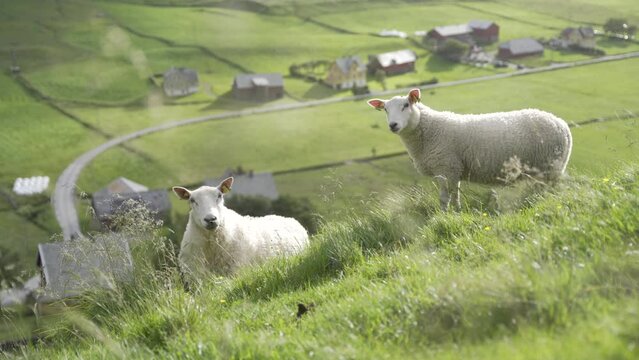 Two sheep looking towards camera while standing on mountain meadow with farmsteads bellow