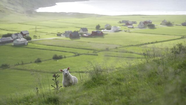 Majestic meadows for sheep on Norway coastline, windy day. Small village bellow