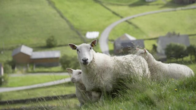 Flock of sheep grazing on mountain meadow with small cozy village bellow