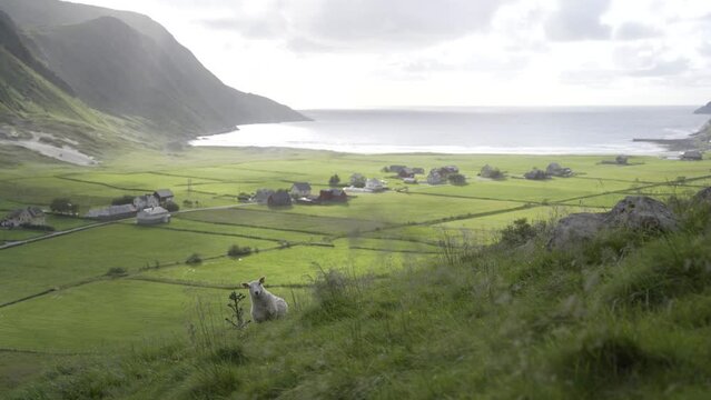 Lonely sheep standing on slope with majestic view to ocean and small village, windy day