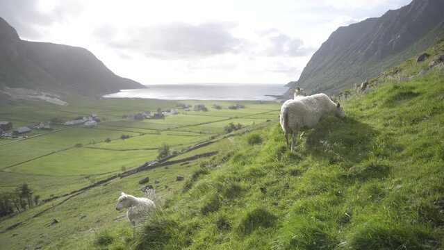 Cinematic view of sheep flock graze on mountain side meadow in Norway. Coastline in horizon