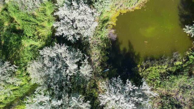 Aerial Drone Video looking straight down at Pond and stream while following in Northern Wyoming for background footage