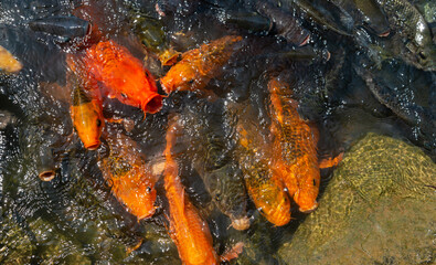 Obraz na płótnie Canvas Many carp fish crowded of carp fish in pond background.