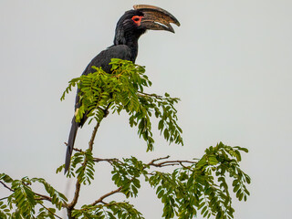 The trumpeter hornbill (Bycanistes bucinator).  is a gregarious bird, usually living in groups of two to five individuals, although sometimes as many as fifty. 