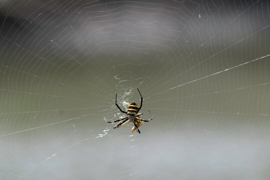 Argiope spider with a cobweb