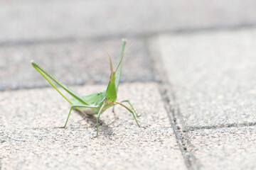 Oriental longheaded locust on the ground