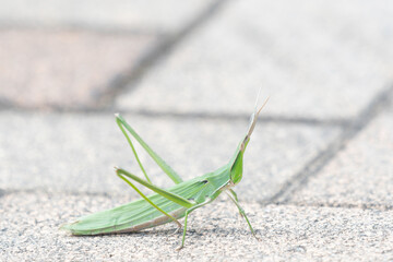 Oriental longheaded locust on the ground
