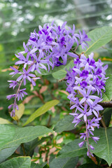 温室に咲くペトレア