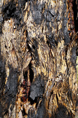 a photo of close up of gum tree bark