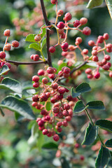 Red Sichuan pepper berries close up on the tree outdoor.Sichuan pepper is a spice in Chinese cuisine