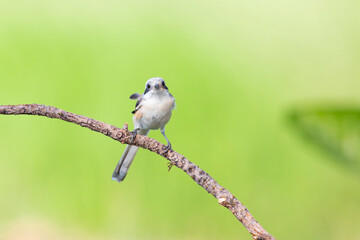 Bay-backed Shrike Bird (Lanius vittatus) perching on a branch - 525448905