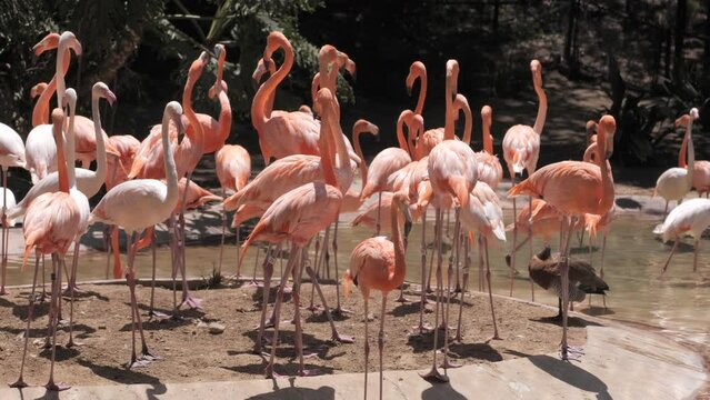 Flamingos (Phoenicopterus) - beautiful long-legged birds live in large colonies in the waters of Africa, Eurasia and America. Popular zoo animal.