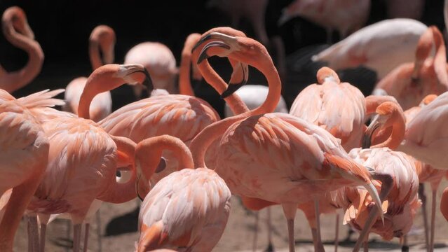 Flamingos (Phoenicopterus) - beautiful long-legged birds live in large colonies in the waters of Africa, Eurasia and America. Popular zoo animal.