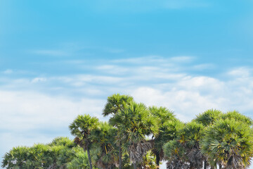 Obraz premium Blue sky with clouds over palm trees in morning light.