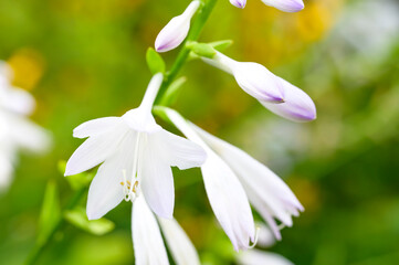 Obraz premium White Flower of Hosta