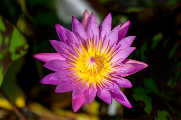 Pink Waterlily