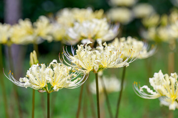 Yellow Lycoris Flowers