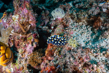 Nudibranch (sea slug) is sitting on a coral