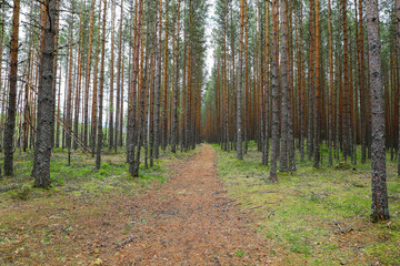 Fototapeta premium Red dirt path through the dense pine trees in spring