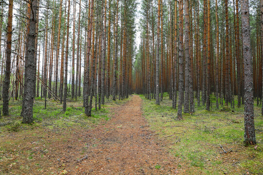 Red Dirt Path Through The Dense Pine Trees In Spring