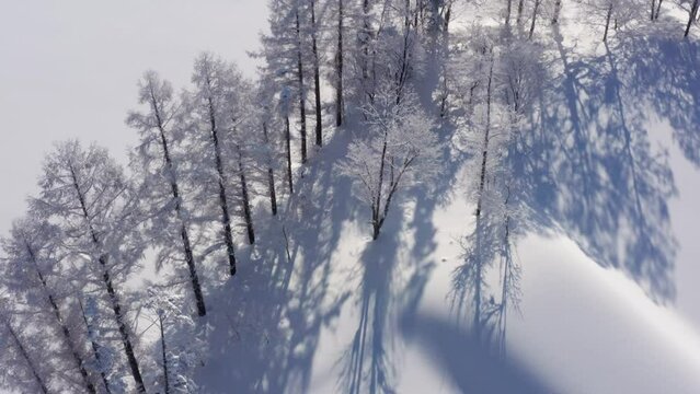 4k drone view of trees in winter  Niseko Hokkaido Japan