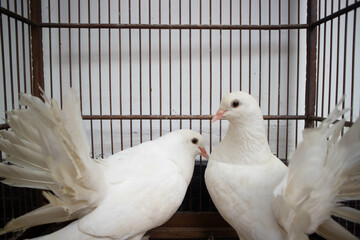 White pigeons in captive breeding cage.