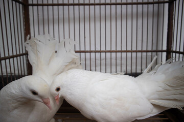 White pigeons in captive breeding cage.