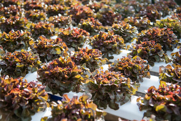 Salad farm vegetable red oak lettuce. Close up fresh organic hydroponic vegetable plantation produce red green salad hydroponic cultivate farm. Red oak lettuce salad in green Organic plantation Farm.