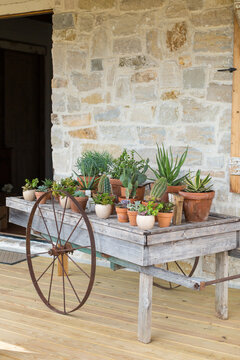 Potted succulents on rustic cart