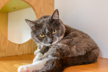 Tabby cat relaxing back on the carpet and looking at camera. Blurred background. Pets care and domestic cats care concept. Daytime.
